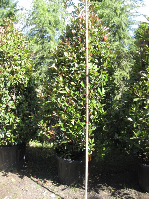 Photinia fraseri 'Red Robin'